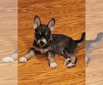 Puppy Yuma Schnauzer (Miniature)-Siberian Husky Mix