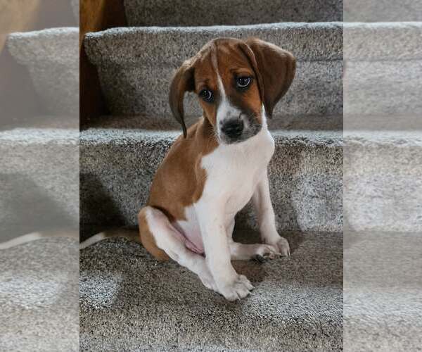 Medium Photo #1 Mutt Puppy For Sale in Shelburne, VT, USA