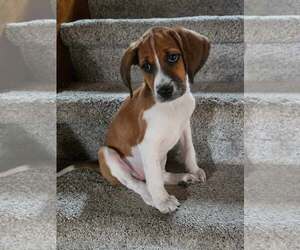 Mutt Dogs for adoption in Shelburne, VT, USA