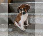 Small Mutt