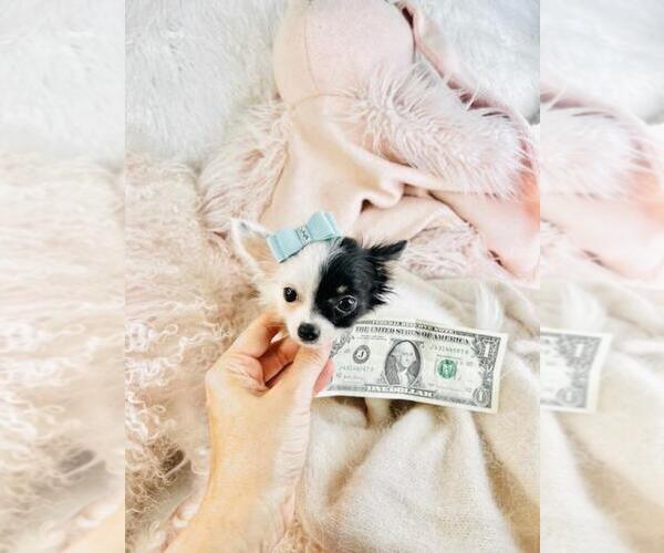 Medium Photo #14 Chihuahua Puppy For Sale in PEMBROKE PINES, FL, USA