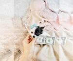 Small Photo #14 Chihuahua Puppy For Sale in PEMBROKE PINES, FL, USA
