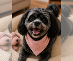 Small #12 Shih-Poo