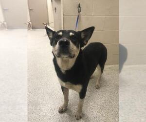 Siberian Husky Dogs for adoption in Conroe, TX, USA