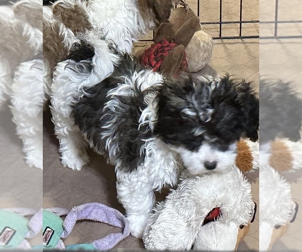 Medium Photo #8 Shih-Poo Puppy For Sale in GLOUCESTER, VA, USA