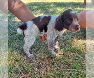 Brittany Puppy for sale in CORDELE, GA, USA