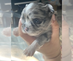 Chihuahua Dog for Adoption in SAN ANTONIO, Texas USA