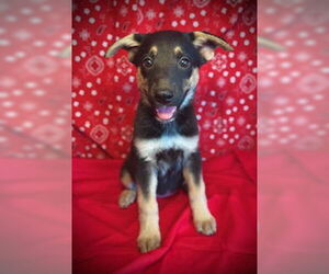 Australian Kelpie-Unknown Mix Dogs for adoption in Pleasanton, TX, USA