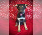 Small Australian Kelpie Mix