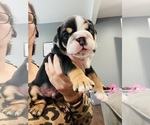 Small Photo #12 English Bulldog Puppy For Sale in KEIZER, OR, USA