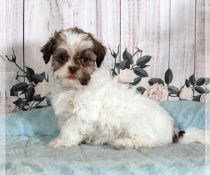 Lhasa Apso Puppy for sale in PENNS CREEK, PA, USA
