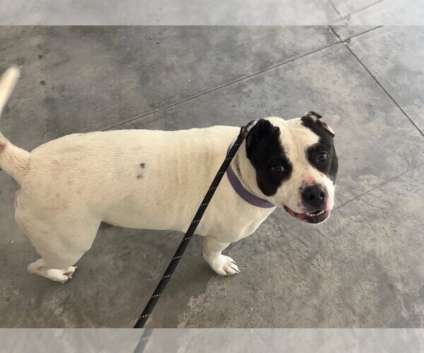 Medium Photo #3 Mutt Puppy For Sale in Tarboro, NC, USA