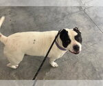 Small #2 Mutt