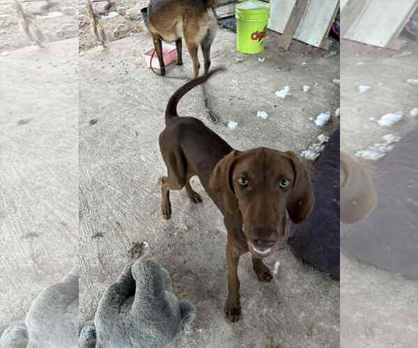 Medium Photo #5 German Shorthaired Lab Puppy For Sale in Fort Worth, TX, USA