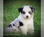 Small Photo #1 Miniature Australian Shepherd Puppy For Sale in SMITHVILLE, AR, USA