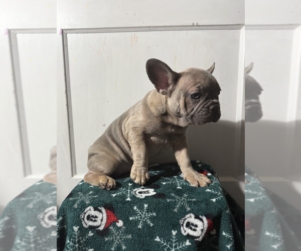 Medium Photo #26 French Bulldog Puppy For Sale in RIVERSIDE, NJ, USA