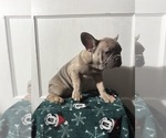 Small Photo #26 French Bulldog Puppy For Sale in RIVERSIDE, NJ, USA