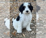 Templeton - Male Bernedoodle (Miniature) Puppy for Sale - Photo #14