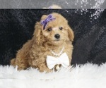 Puppy Clementine UABR Poodle (Toy)