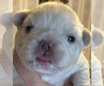 Puppy Lil polar bear French Bulldog