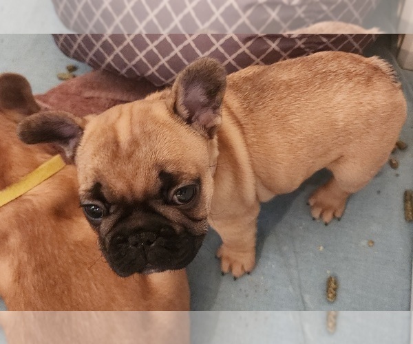 Medium Photo #17 French Bulldog Puppy For Sale in CONCORDIA, KS, USA