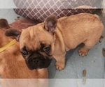 Small Photo #17 French Bulldog Puppy For Sale in CONCORDIA, KS, USA