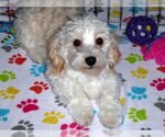 Small #6 Havanese