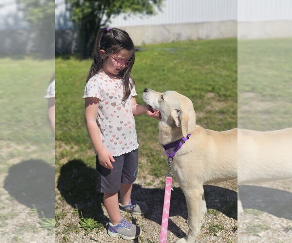 Medium Photo #5 Labrador Retriever-Unknown Mix Puppy For Sale in Lillian, TX, USA