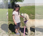Small #4 Labrador Retriever Mix