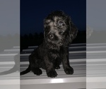 Small Photo #4 Labradoodle Puppy For Sale in BUXTON, ND, USA