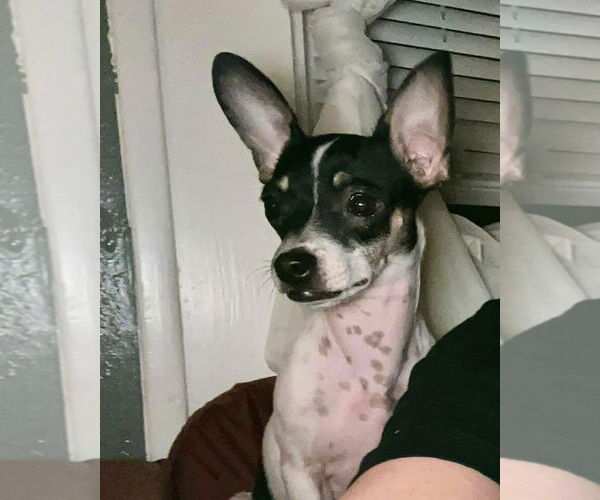 Medium Photo #5 Chihuahua-Unknown Mix Puppy For Sale in Grafton, WI, USA