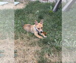 Small #1 Siberian Husky Mix