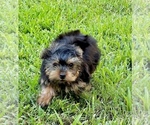 Small #5 Morkie
