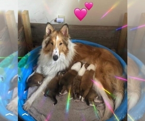 Mother of the Collie puppies born on 12/01/2021