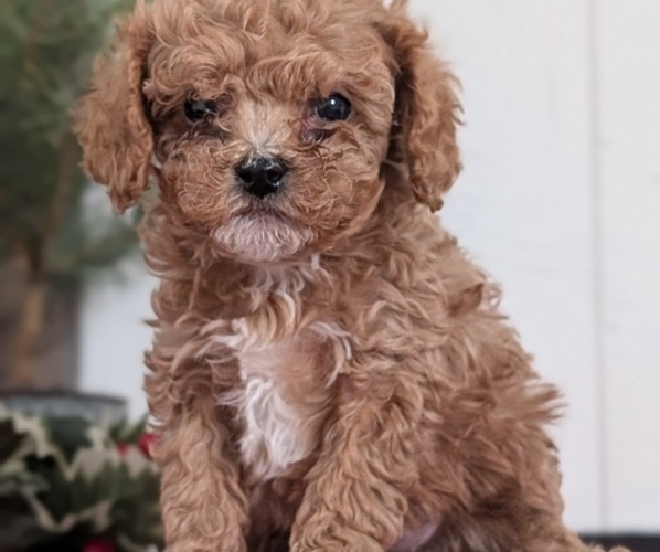Medium Photo #16 Cavapoo (Miniature) Puppy For Sale in GOSHEN, IN, USA