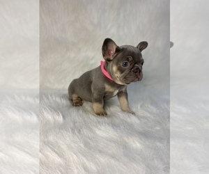 French Bulldog Puppy for Sale in SANFORD, Florida USA