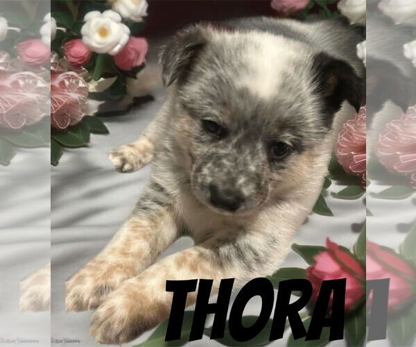 Medium Photo #4 Mutt Puppy For Sale in Highland, IL, USA
