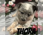 Small #3 Mutt