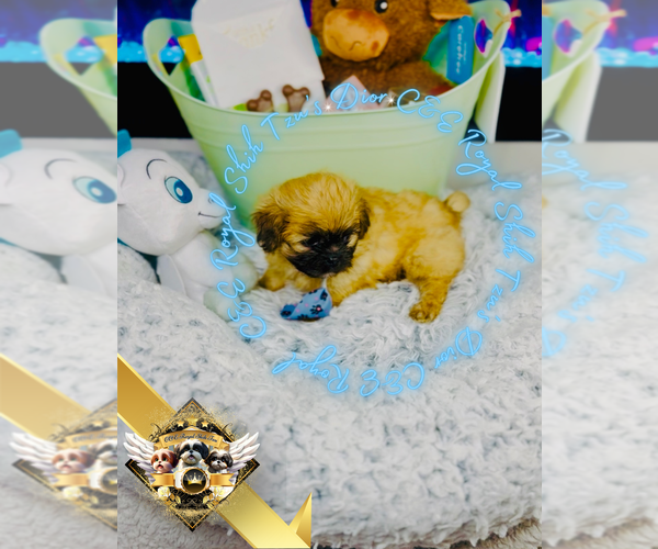 Medium Photo #8 Shih Tzu Puppy For Sale in ATHENS, GA, USA