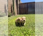 Small #8 Golden Retriever