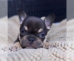 Small Photo #3 French Bulldog Puppy For Sale in LOWELL, MA, USA