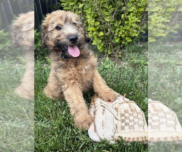 Medium Photo #3 Whoodle (Miniature) Puppy For Sale in MIDDLEBURY, IN, USA
