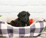 Image preview for Ad Listing. Nickname: Harry