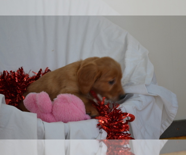 Medium Photo #4 Golden Retriever Puppy For Sale in GREENWOOD, WI, USA