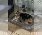 Small Photo #1 Miniature Australian Shepherd Puppy For Sale in CLERMONT, FL, USA