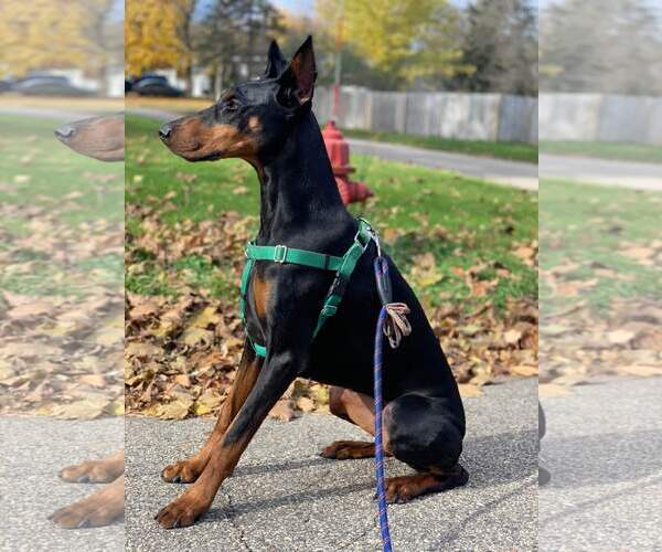 Medium Photo #13 Doberman Pinscher Puppy For Sale in Minneaoplis, MN, USA
