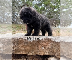 Bouvier Des Flandres Puppy for sale in BLANCO, TX, USA