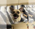 Small Photo #2 Chug Puppy For Sale in Chula Vista, CA, USA