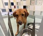 Small Labrador Retriever Mix