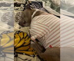Small #2 American Pit Bull Terrier Mix